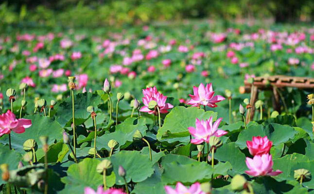 thuê xe Đồng Tháp Đi Sài Gòn